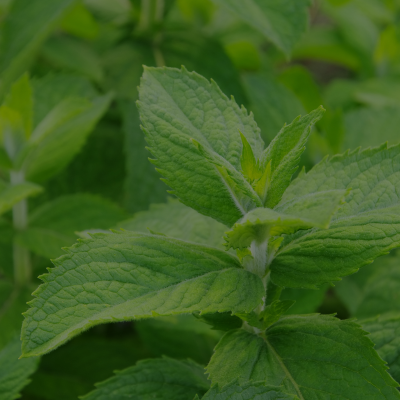 Kneipp L'ingrédient rafraîchissant est la menthe.